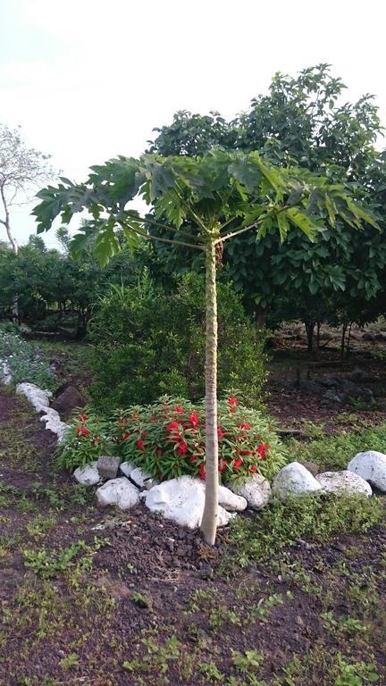 Cucuve Eco Hostal Puerto Baquerizo Moreno Dış mekan fotoğraf