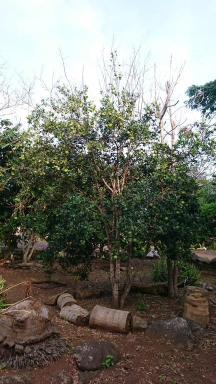 Cucuve Eco Hostal Puerto Baquerizo Moreno Dış mekan fotoğraf