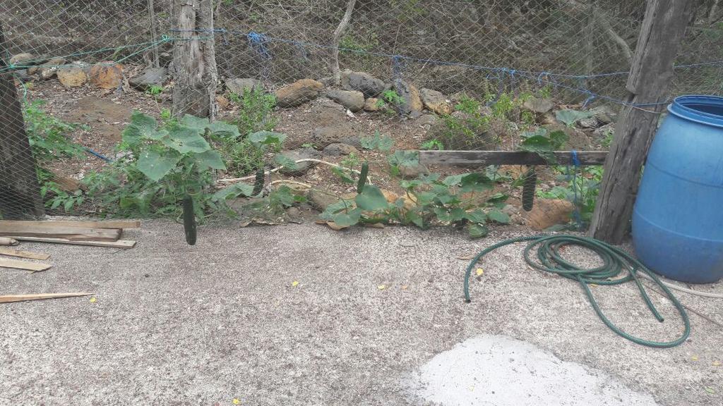 Cucuve Eco Hostal Puerto Baquerizo Moreno Dış mekan fotoğraf