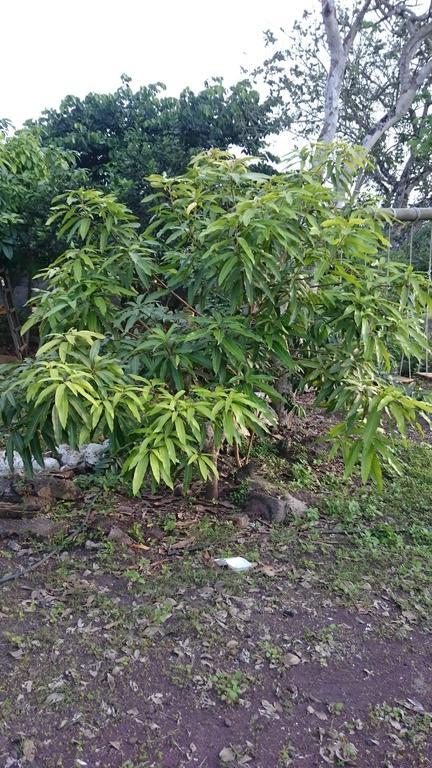 Cucuve Eco Hostal Puerto Baquerizo Moreno Dış mekan fotoğraf